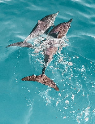 Dolphin Nature and Wildlife