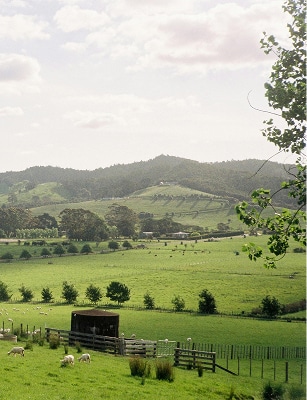 New zealand featured img