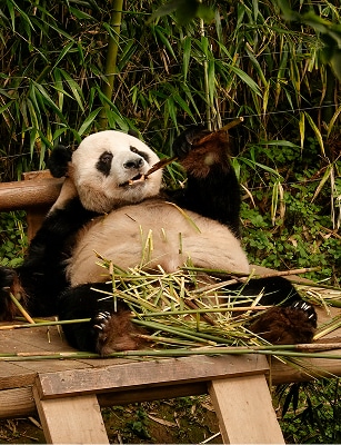Pandas China