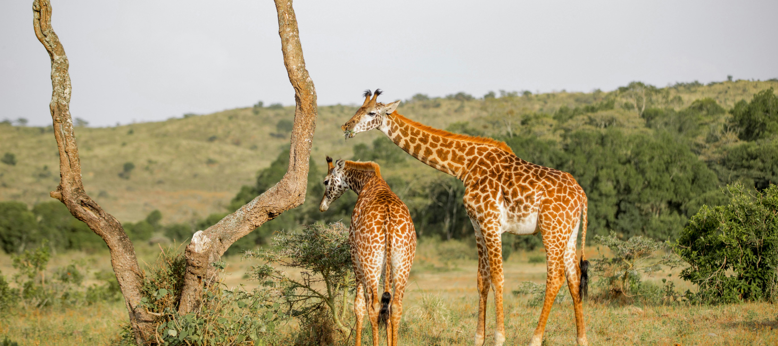 Tanzania
