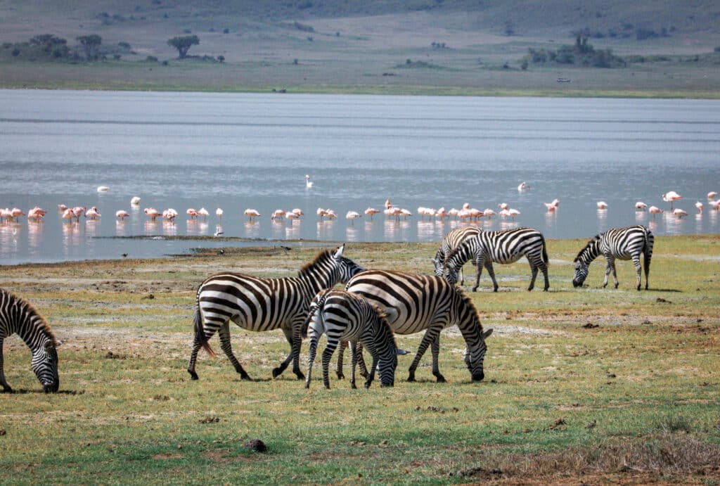 Classic Tanzania Safari