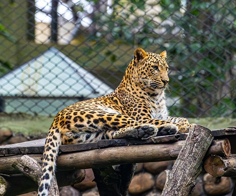 Pantanal Wildlife jaguar