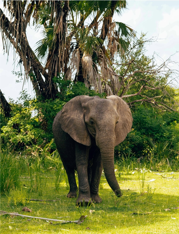 South Africa Zimbabwe Botswana tour Feature
