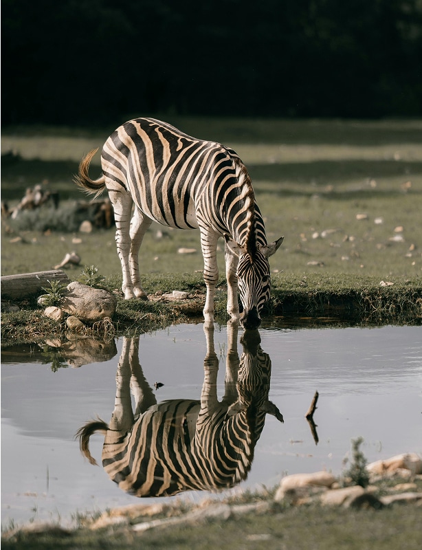 South Africa Zimbabwe Kenya Safari Feature