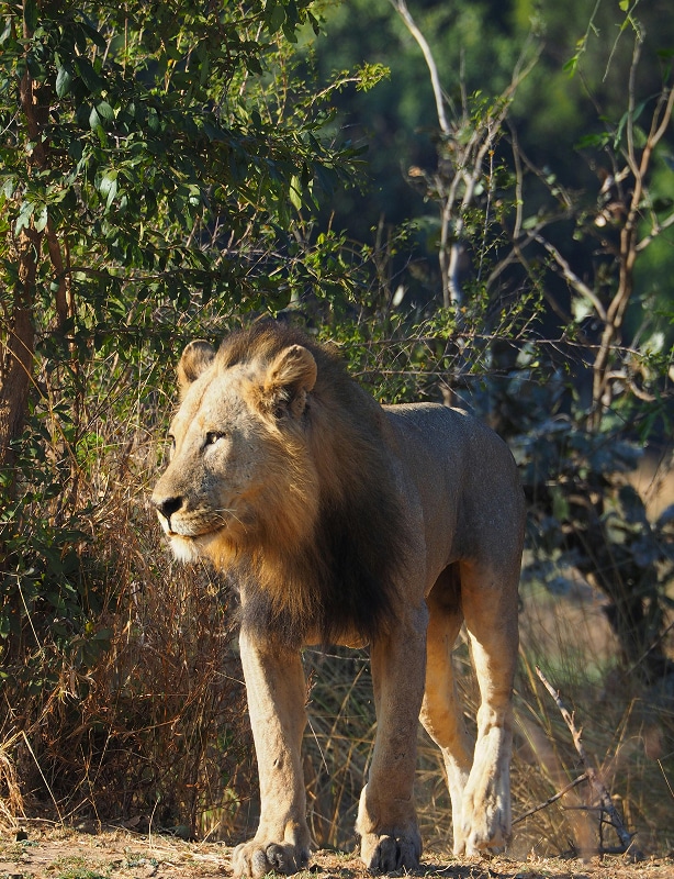 South Africa luxury safari tour Feature