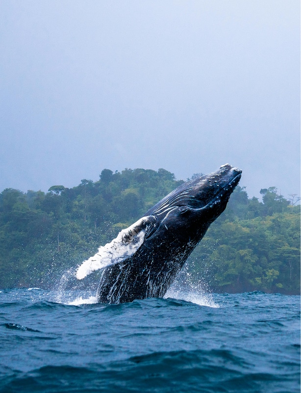 Sri Lanka Whale Watching Tour Feature