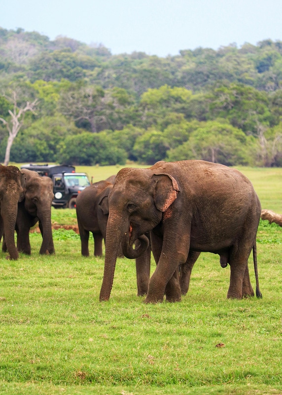 Sri Lanka Wildlife Safari Feature