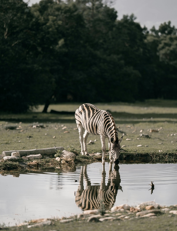 Tanzania Wildlife Adventure Feature