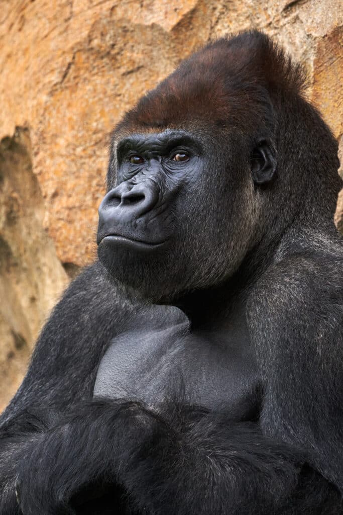 Uganda Gorilla Safari Adventure Feature