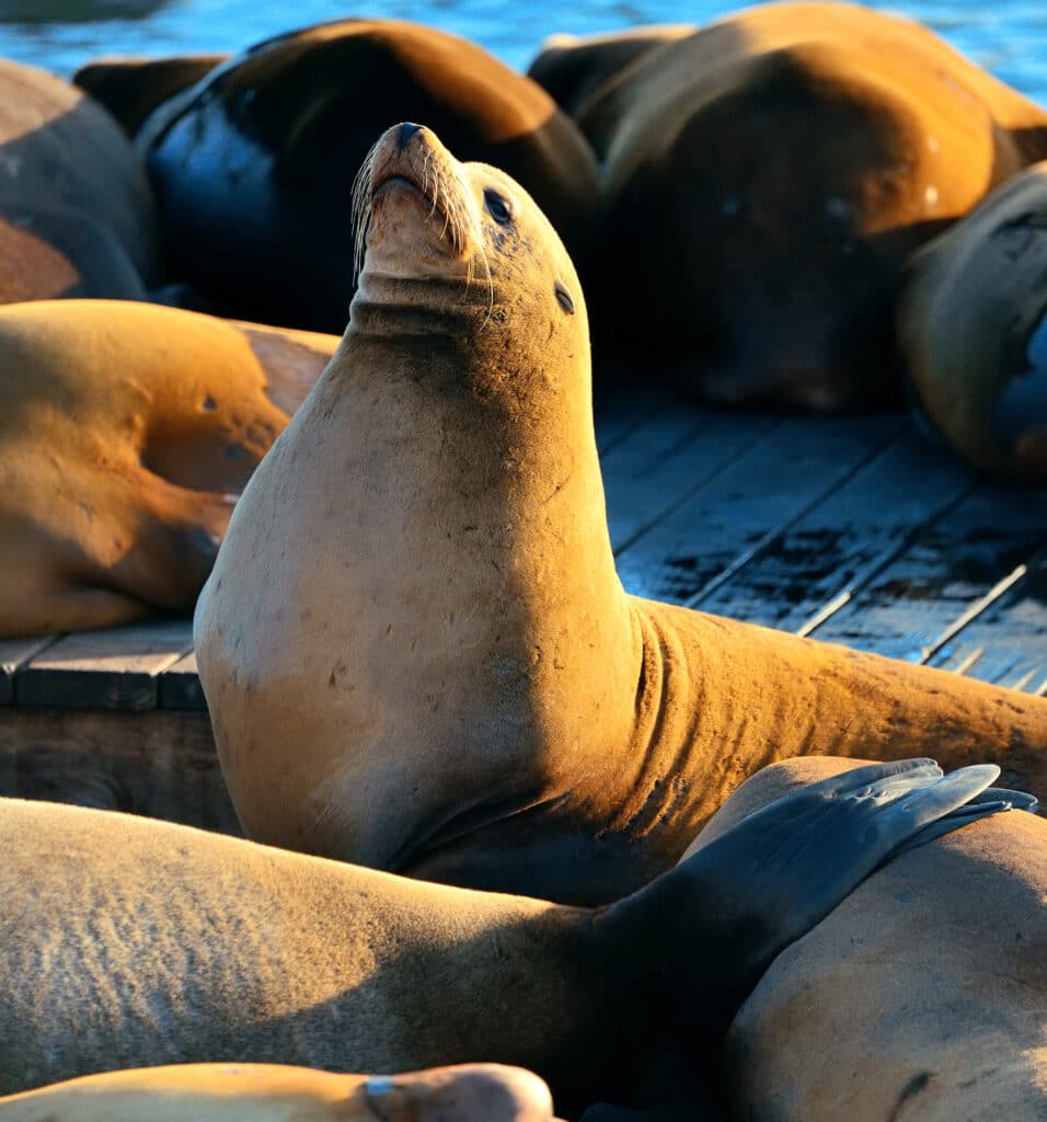 Australian sea lionn Machu Picchu and Galapagos Tour