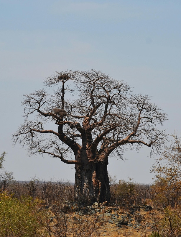 Best of Madagascar Feature