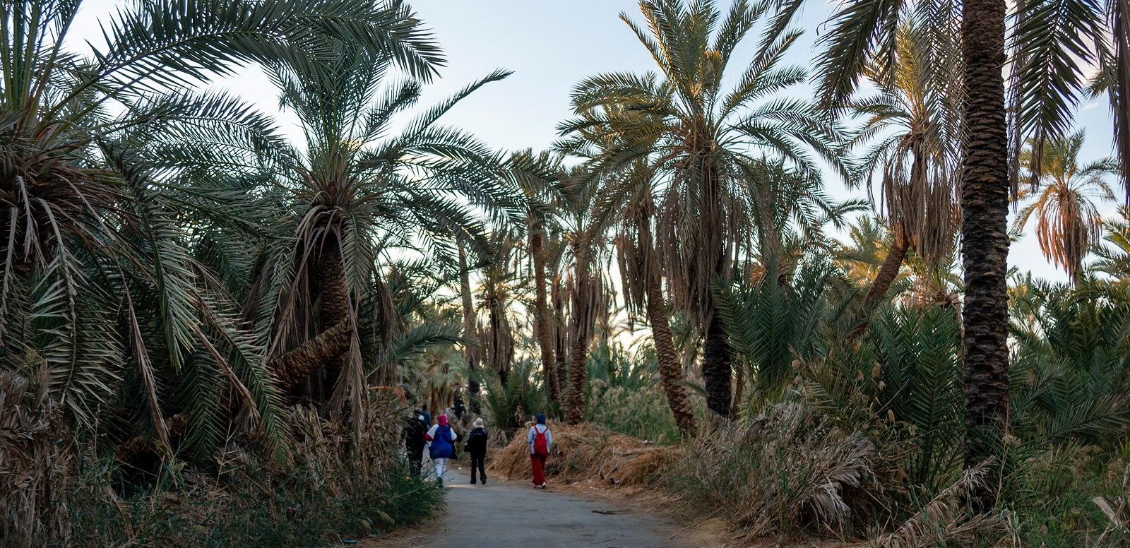 Farafra Oasis
