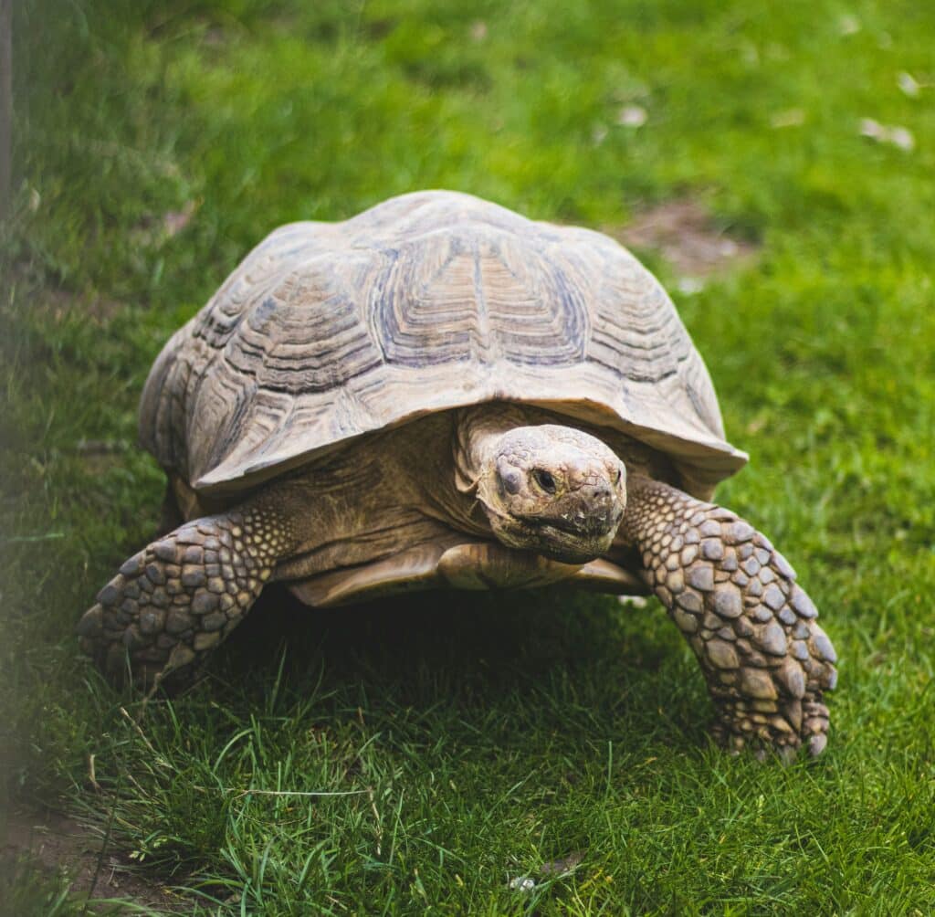 Giant Tortoise, Galapagos Island Hopping Tour