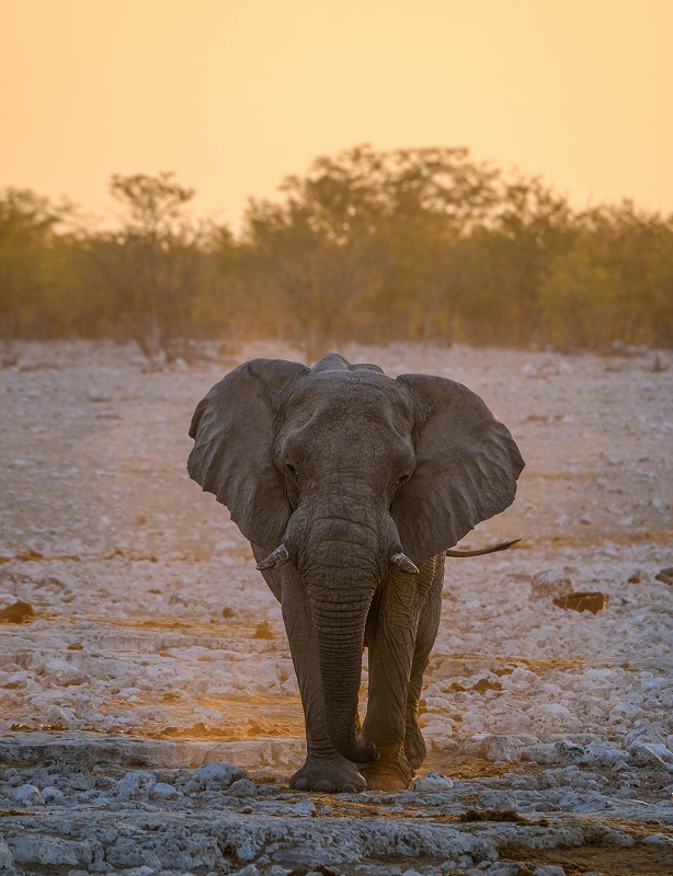 Kenya Wildlife Safari Feature