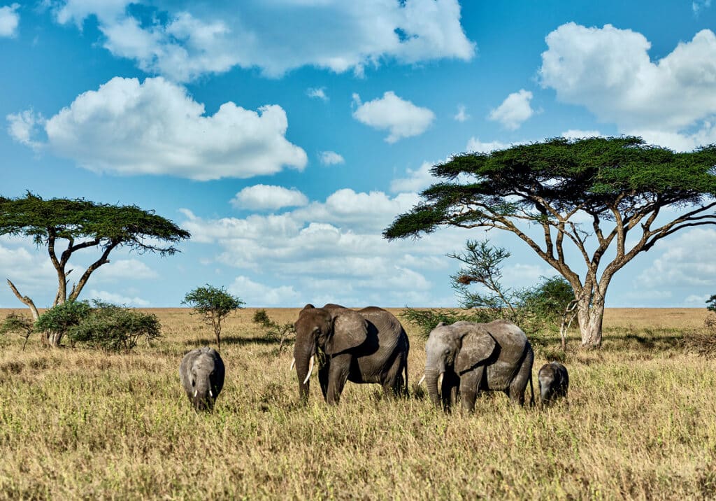 Maasai Mara National Park, Kenya