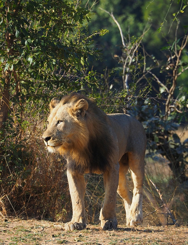 Maasai Mara Safari One Day Tour Feature