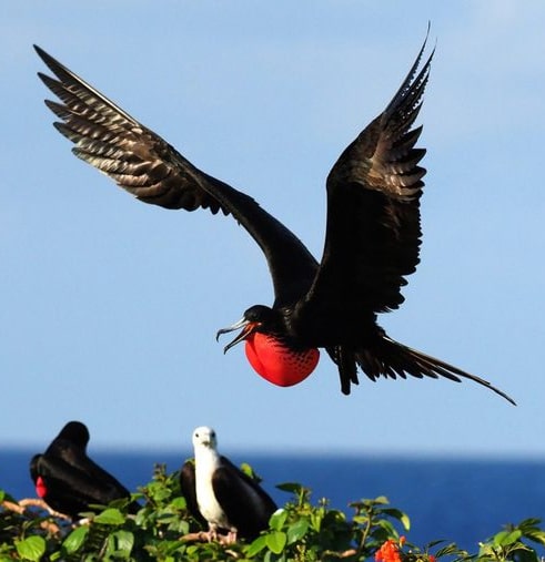 Magnificent Frigatebirdd Galapagos Islands tour package