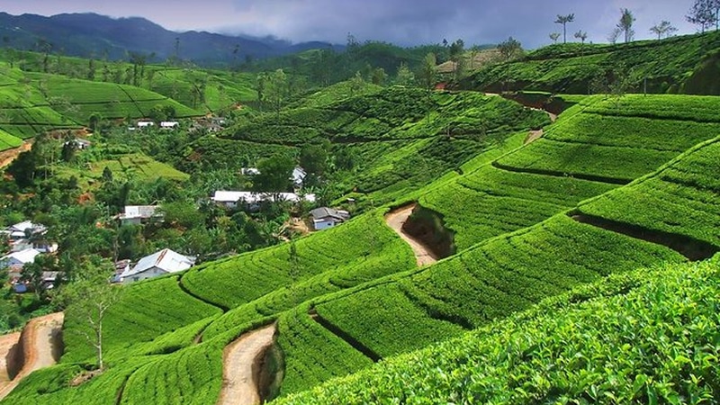 Nuwara Eliya