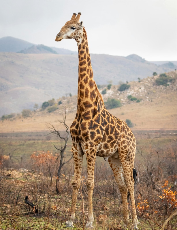 South Africa Wildlife Safari & Mozambique Feature