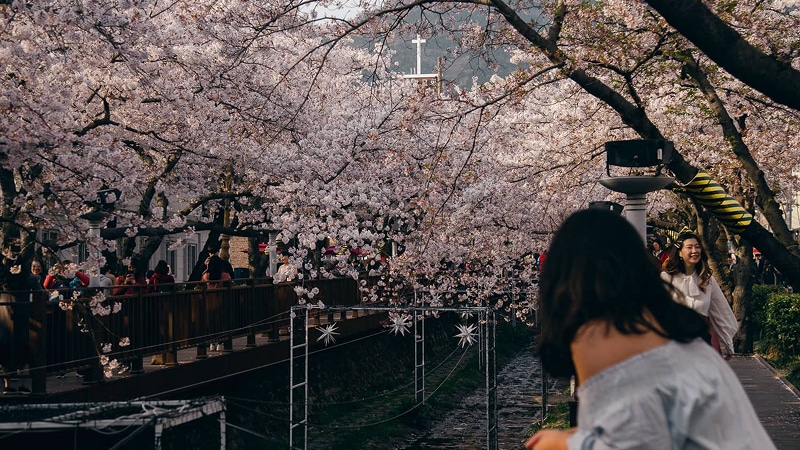 Spring (April–May) – Cherry Blossom Season