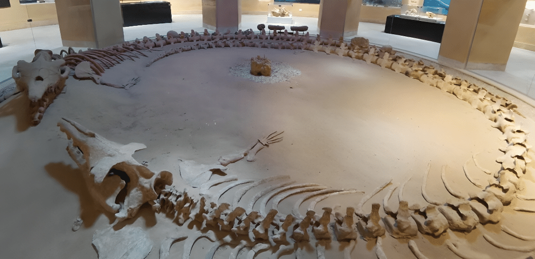 Wadi Hitan Museum