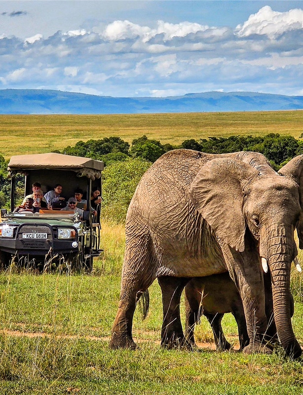 Wildlife Safari in Kenya Feature