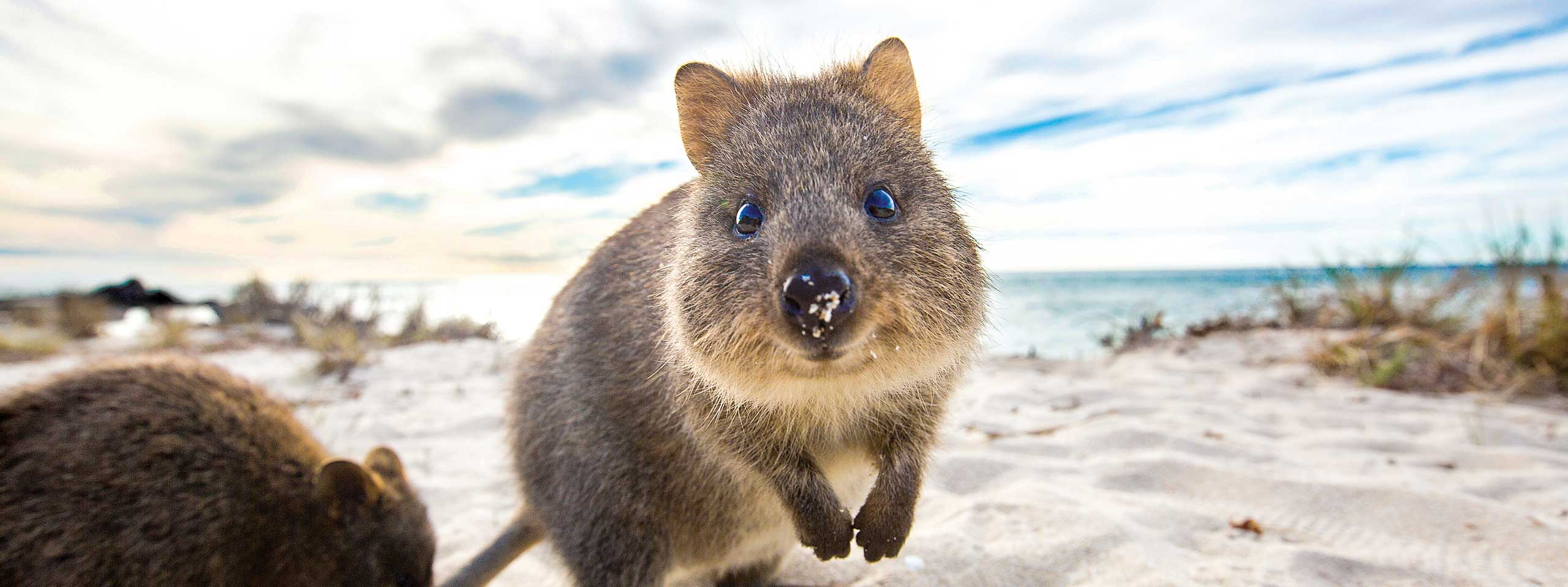 Unique animal