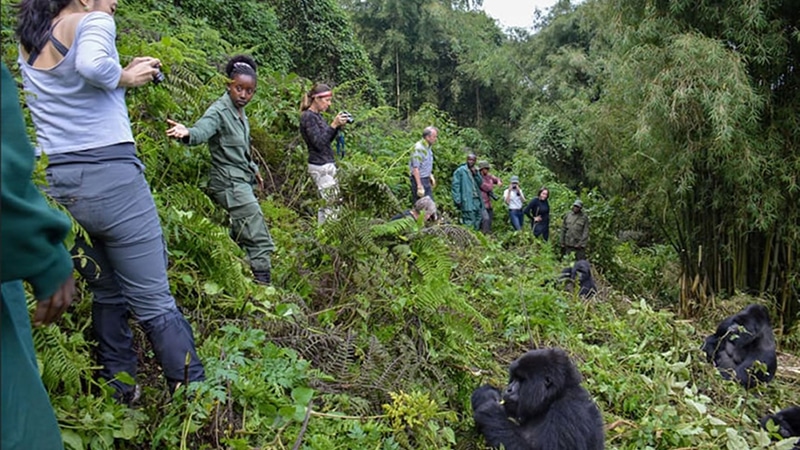 Best Time for Gorilla Trekking in Uganda