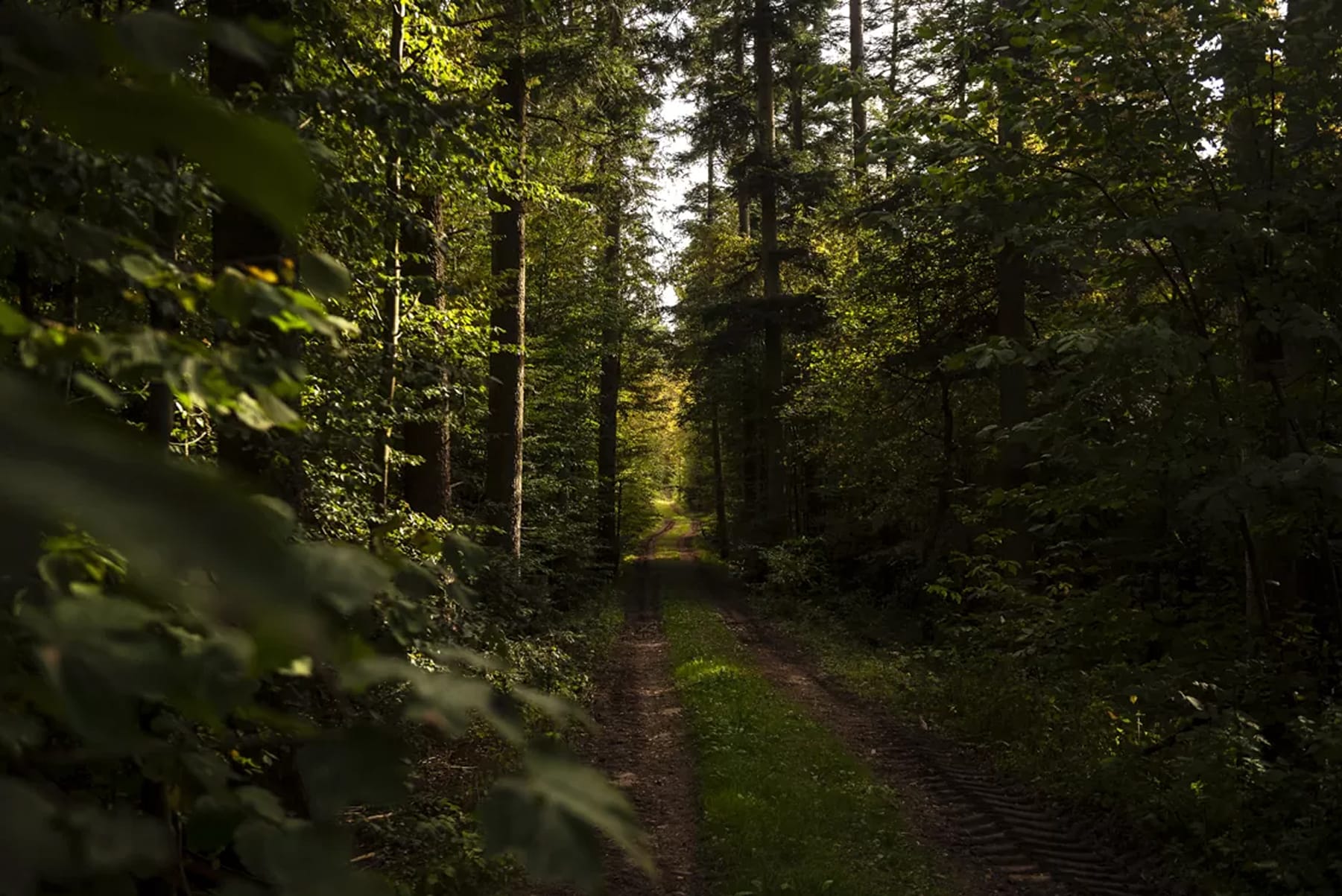 Black Forest Glamping 2026 Best Stays for Nature Lovers in Germany Feature