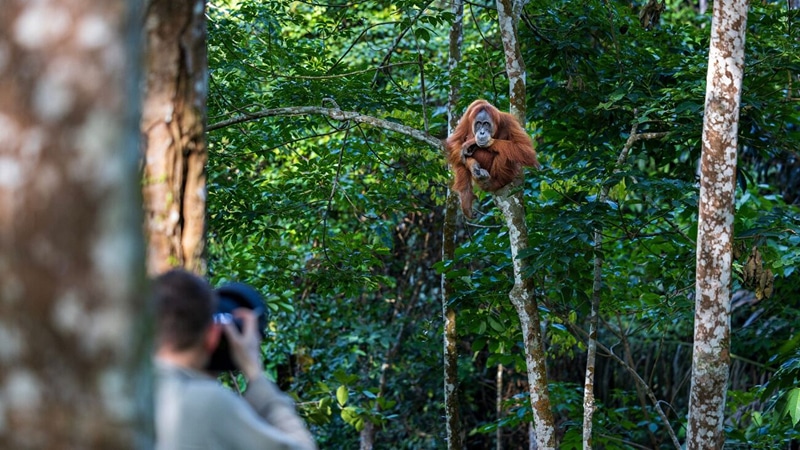Sumatra Wild Jungles and Ancient Rainforests