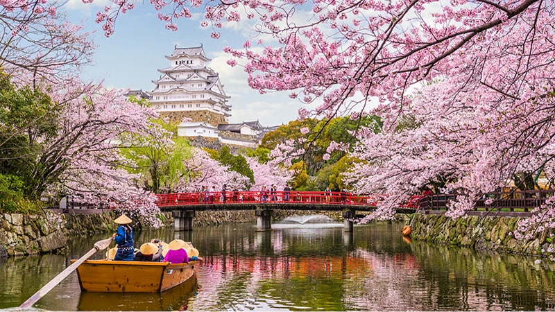 What Is Cherry Blossom Season in Japan